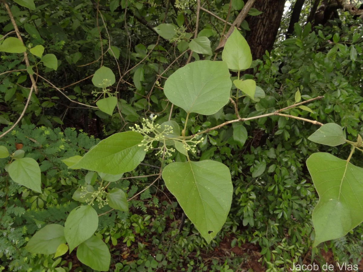 Premna tomentosa Willd.